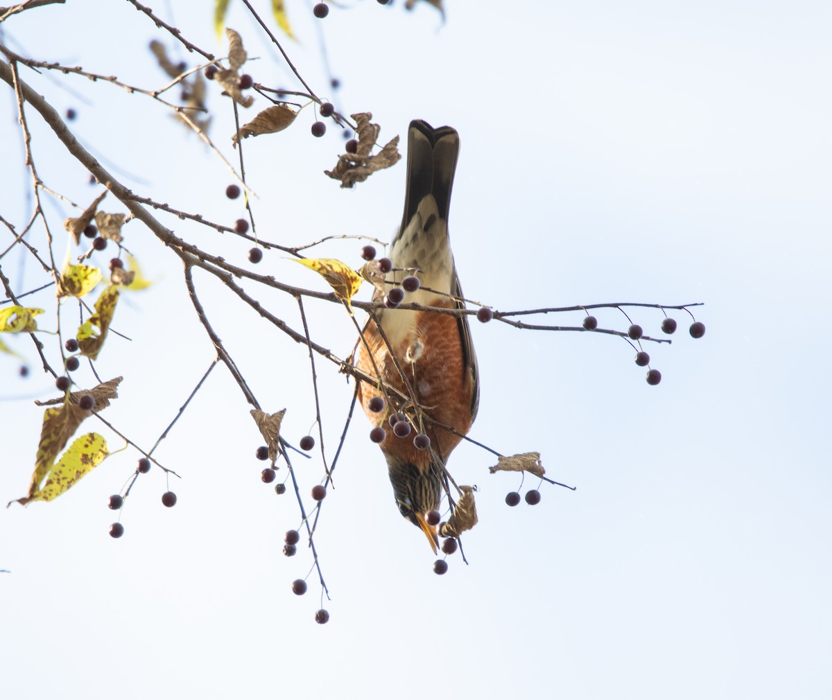 American Robin - ML644063125