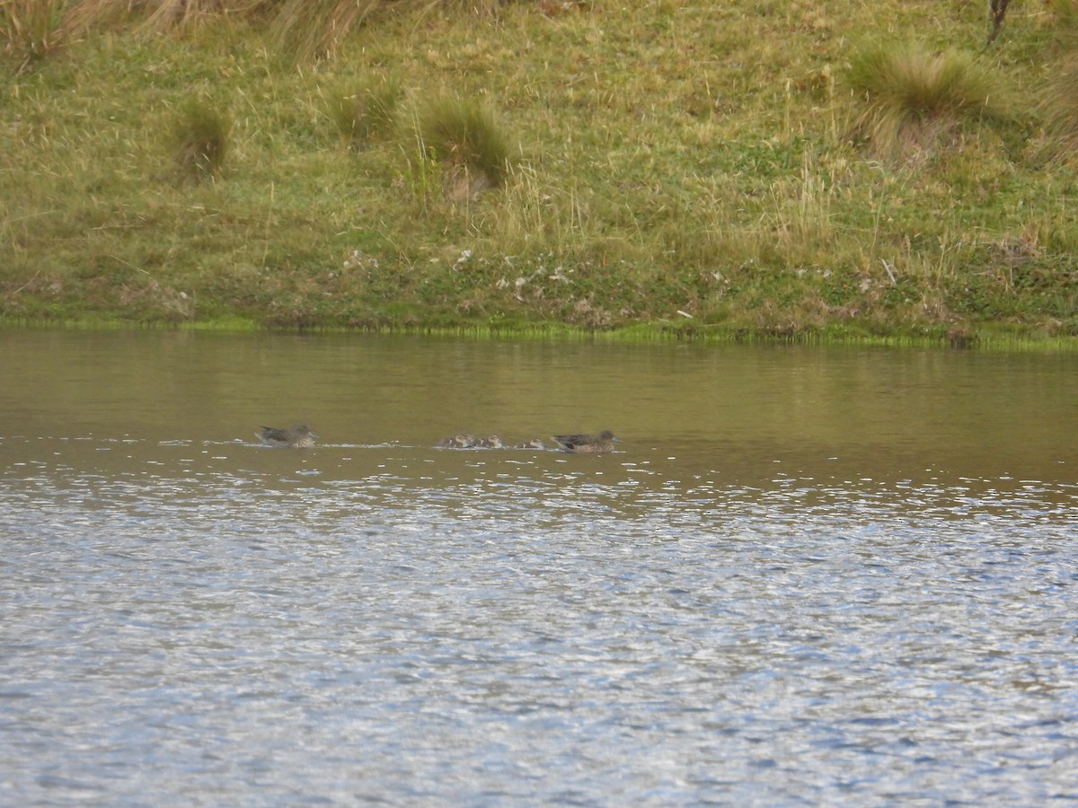 アンデスコガモ - ML644063127