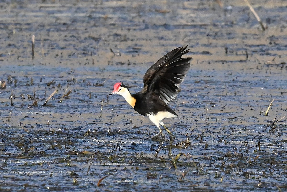 Comb-crested Jacana - ML644063128