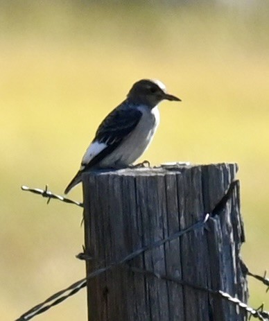 Red-headed Woodpecker - ML644063129