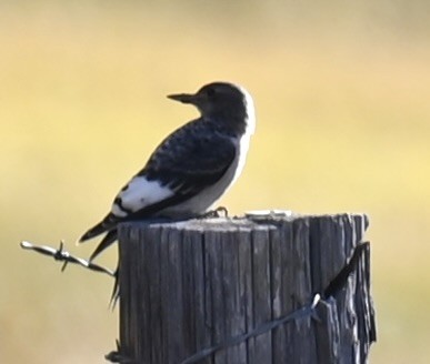 Red-headed Woodpecker - ML644063131