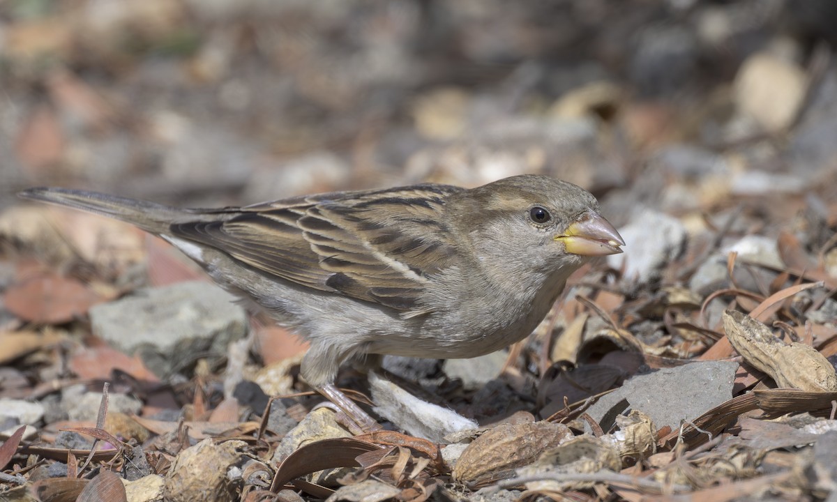 House Sparrow - ML644063132