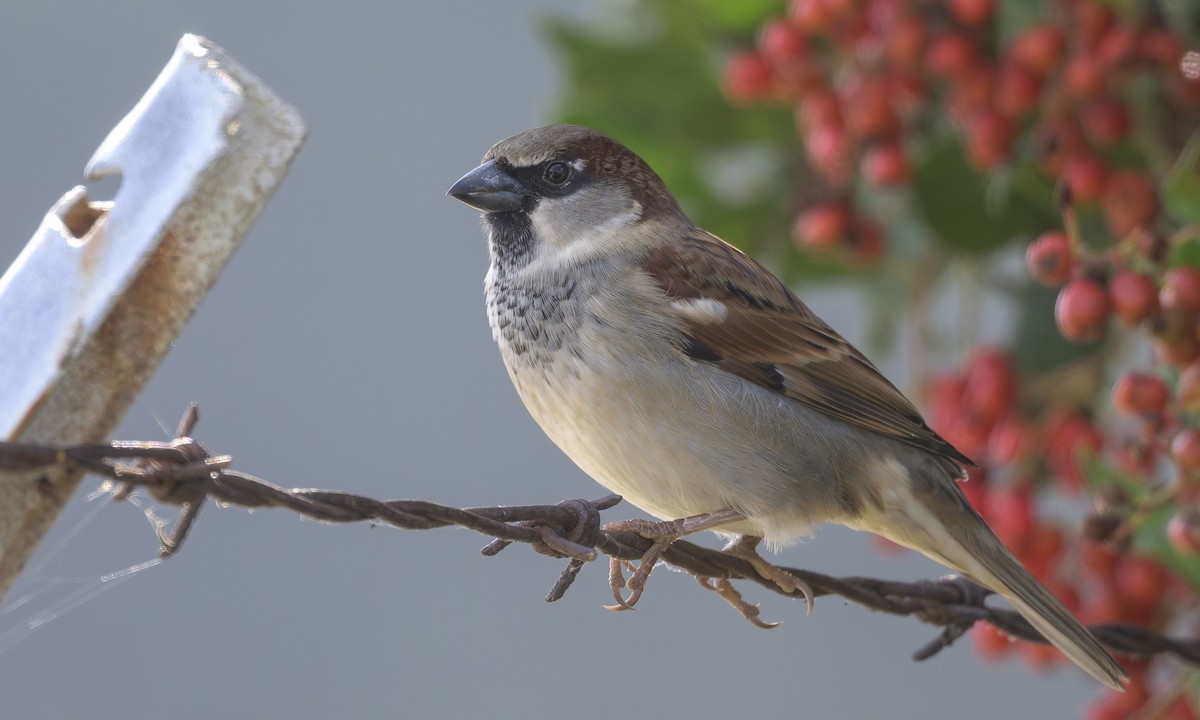 House Sparrow - ML644063133