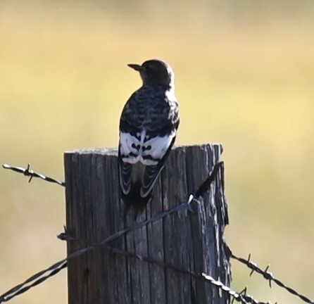 Red-headed Woodpecker - ML644063135