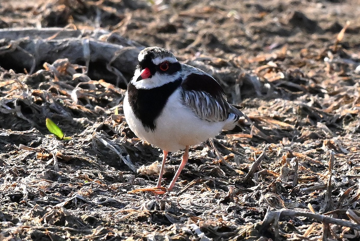 Black-fronted Dotterel - ML644063137