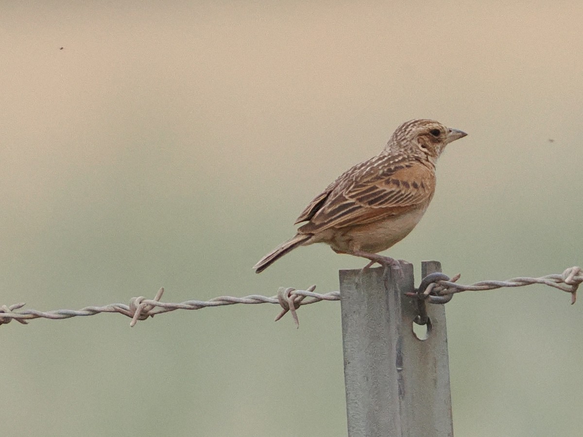 Singing Bushlark - ML644063138