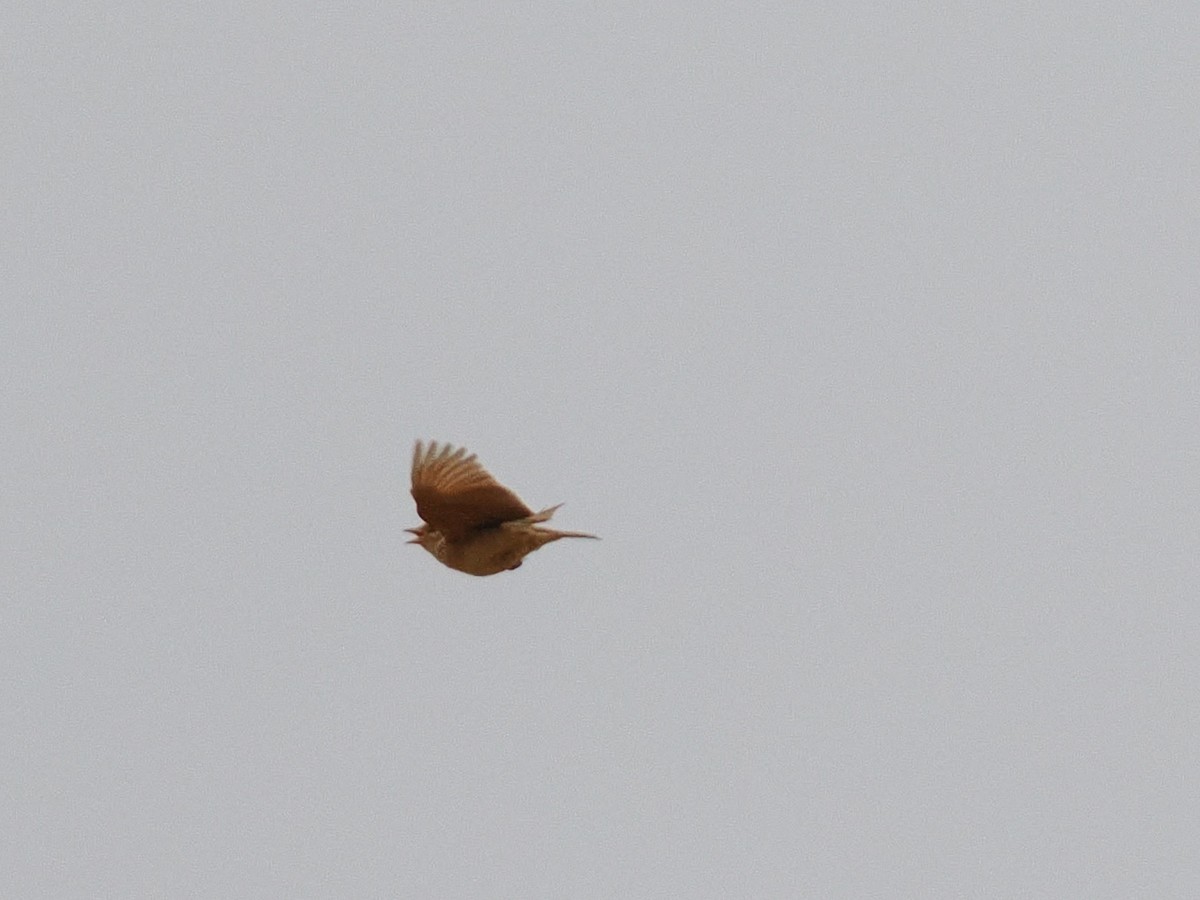 Singing Bushlark - ML644063139