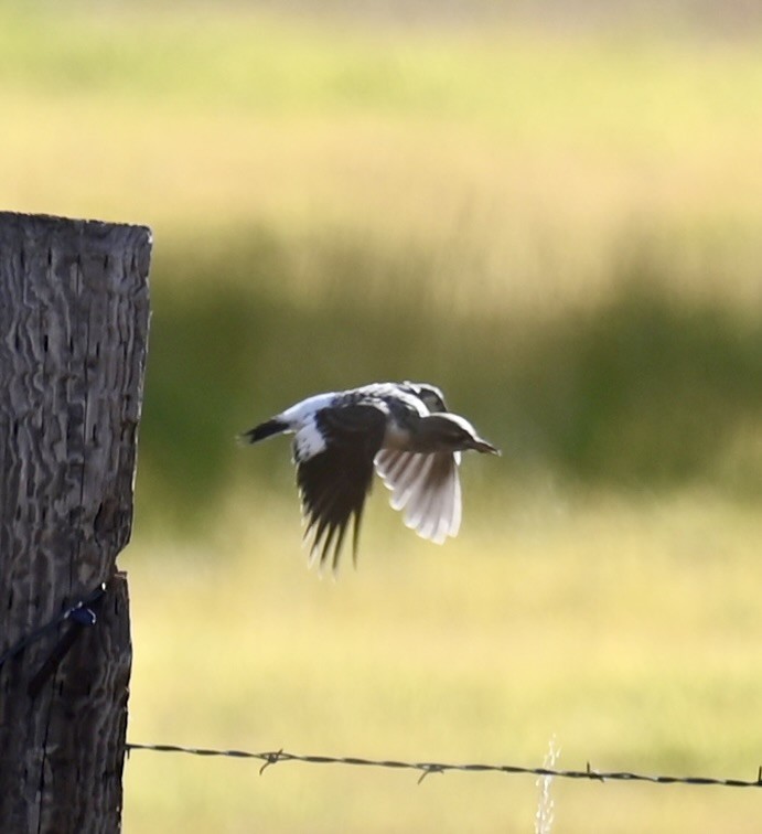 Red-headed Woodpecker - ML644063141
