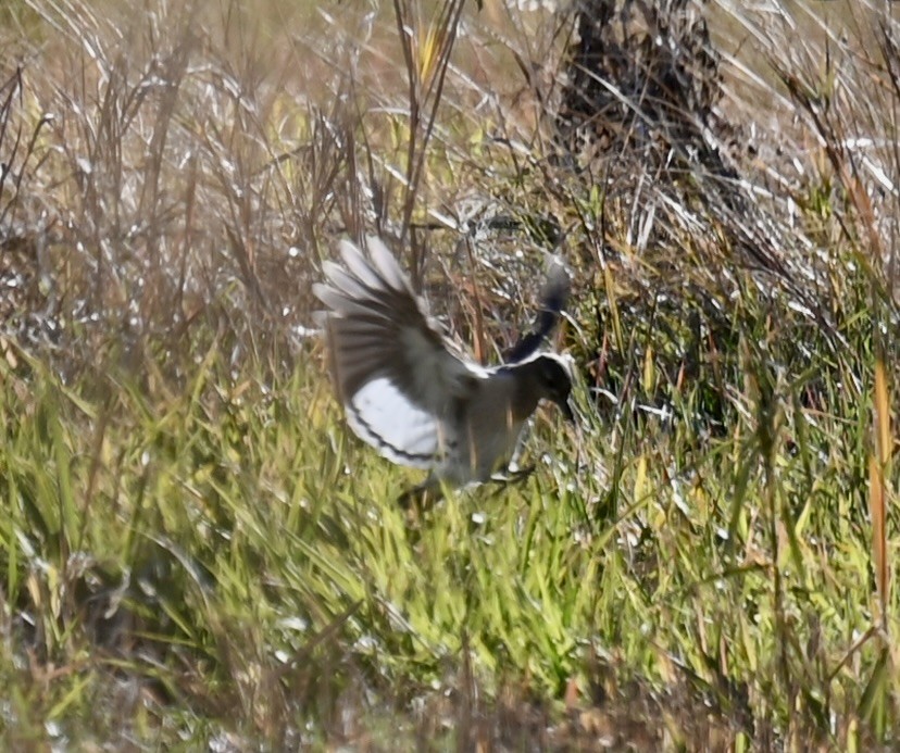Red-headed Woodpecker - ML644063143