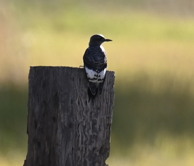 Red-headed Woodpecker - ML644063144
