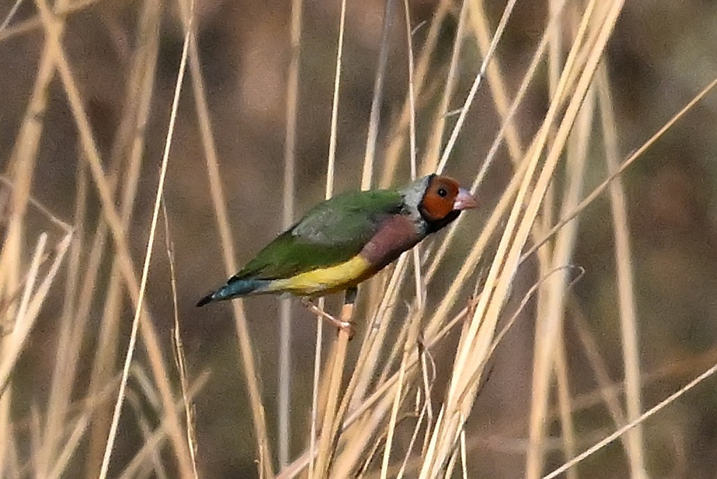 Diamant de Gould - ML644063151