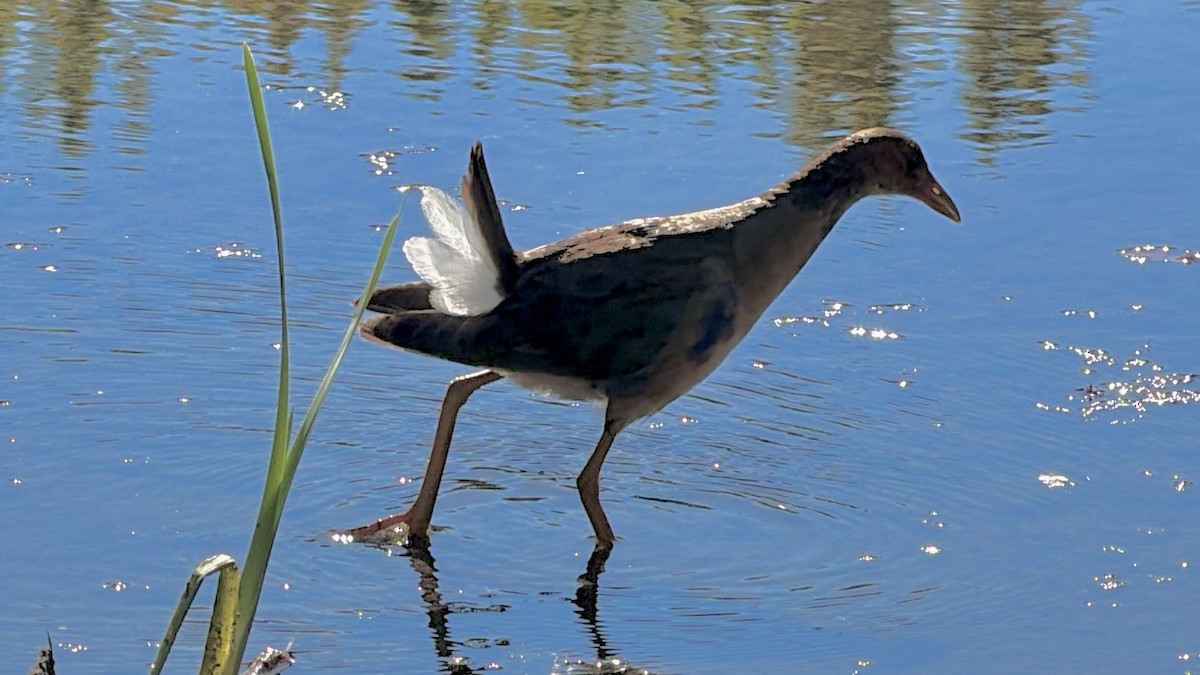 Talève violacée - ML644063156