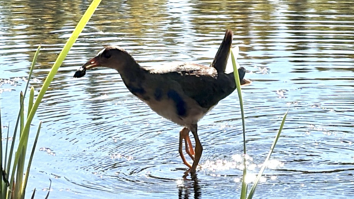Talève violacée - ML644063157