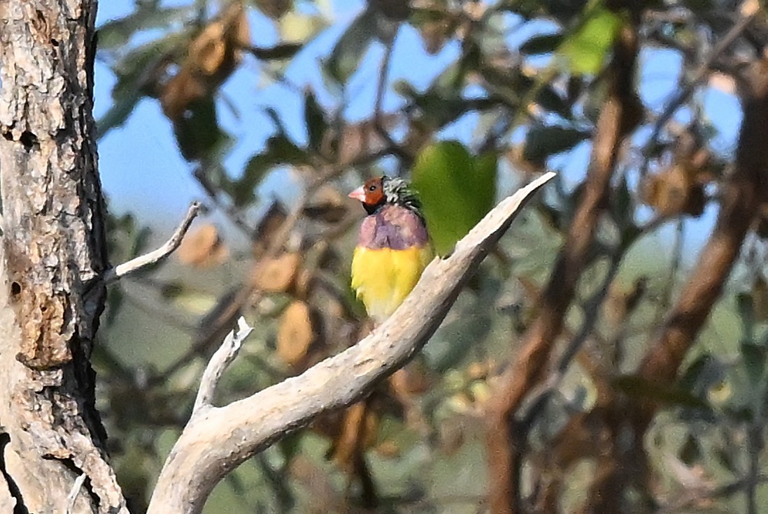 Diamant de Gould - ML644063160