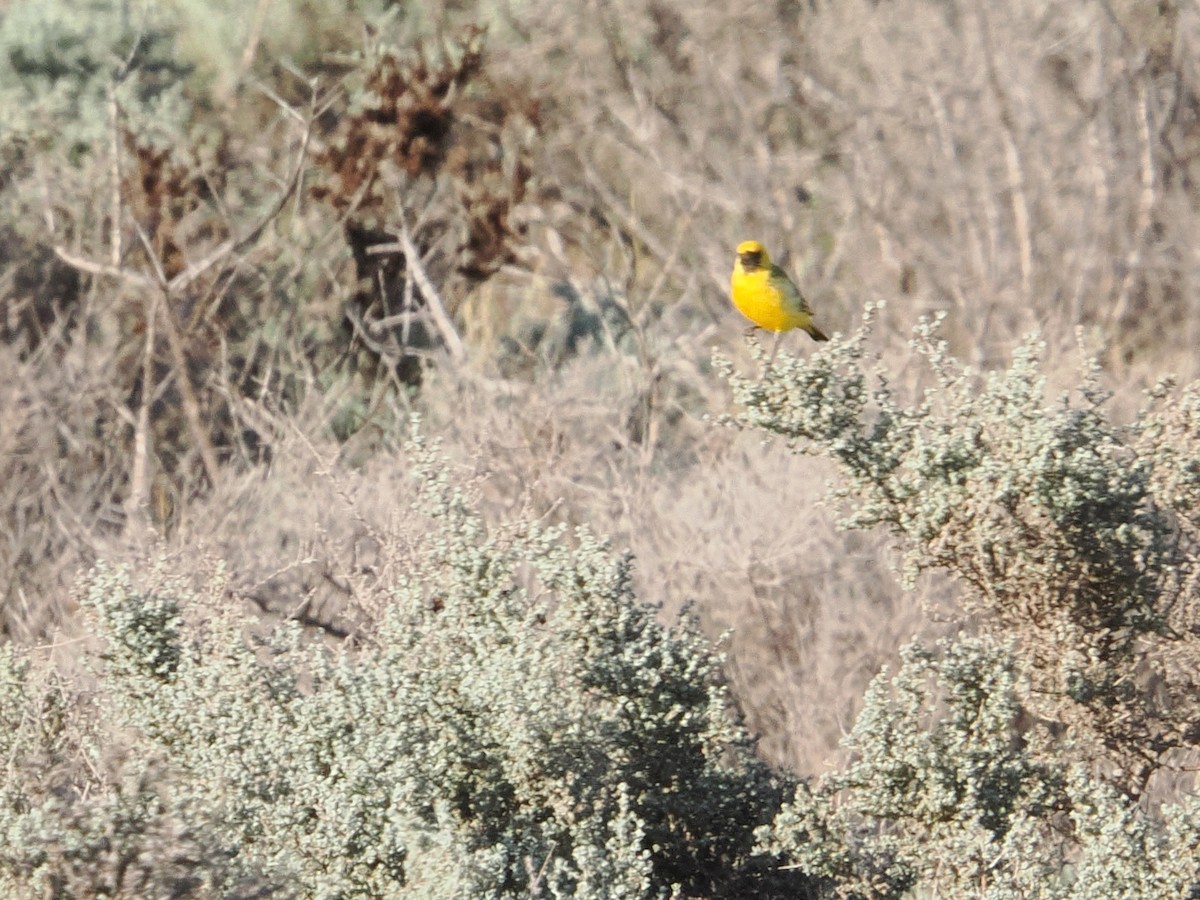 Orange Chat - ML644063170