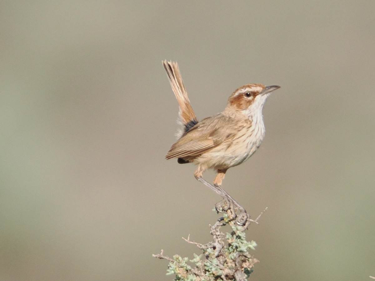 Rufous Fieldwren - ML644063190