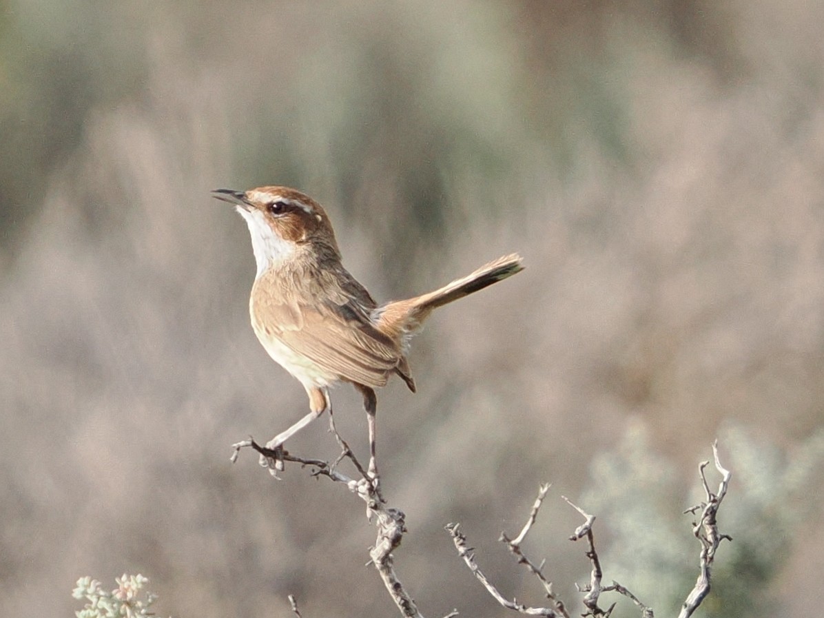Rufous Fieldwren - ML644063191