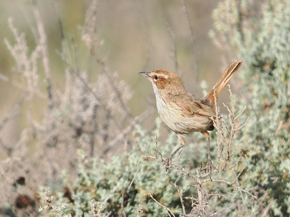 Rufous Fieldwren - ML644063192