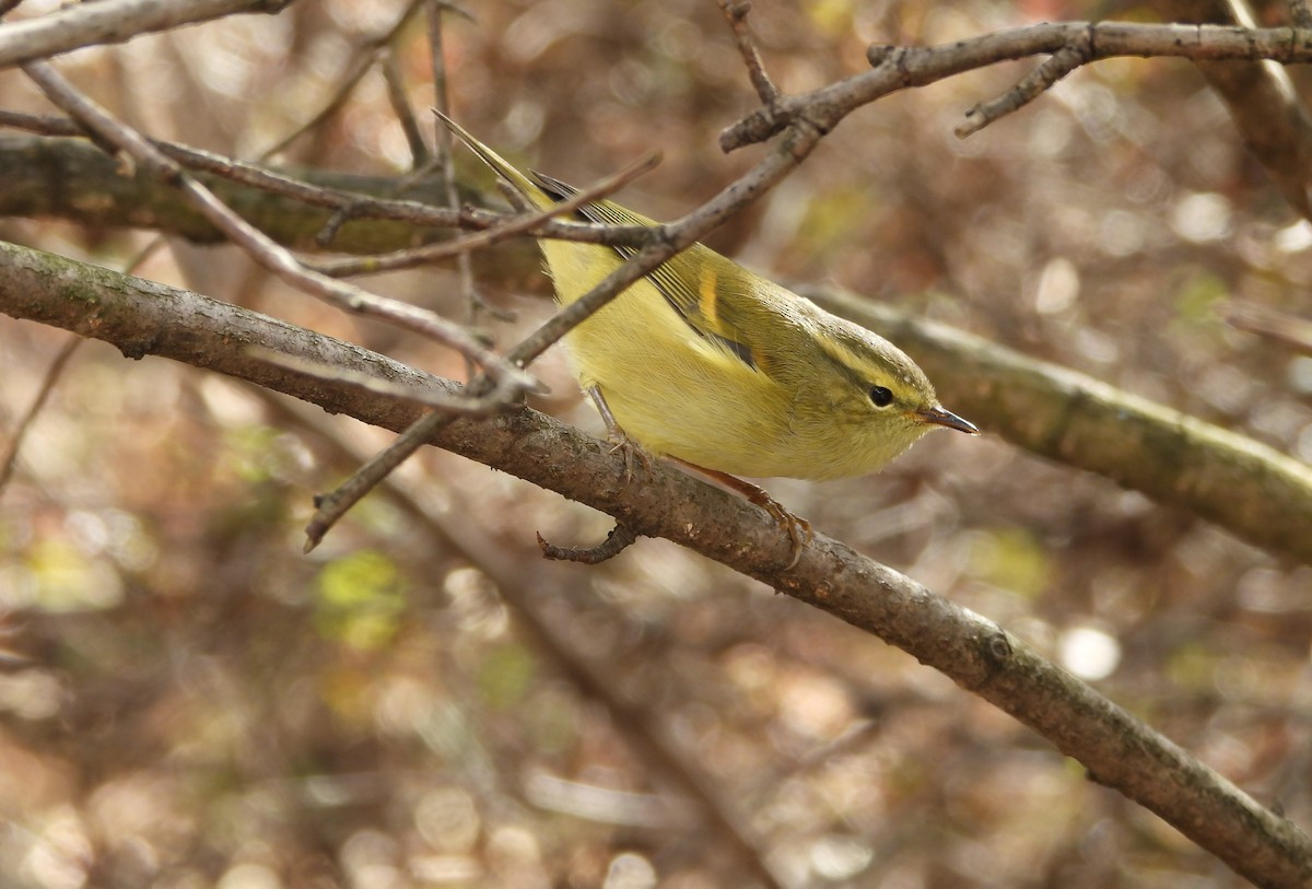 Buff-barred Warbler - ML644063197
