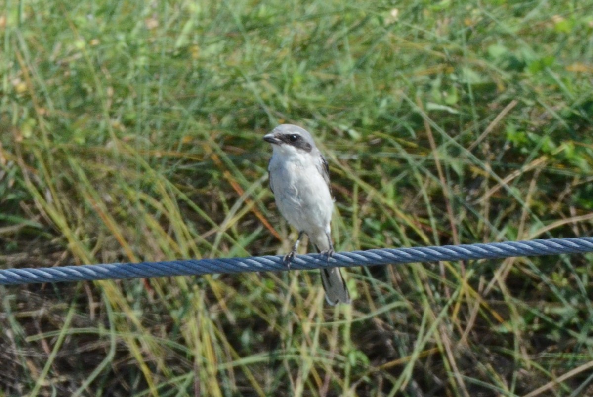 Loggerhead Shrike - ML644063199