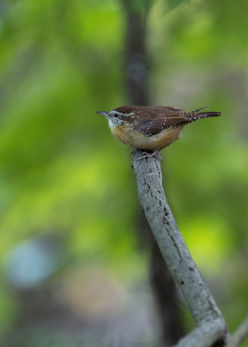 Carolina Wren - ML644063207