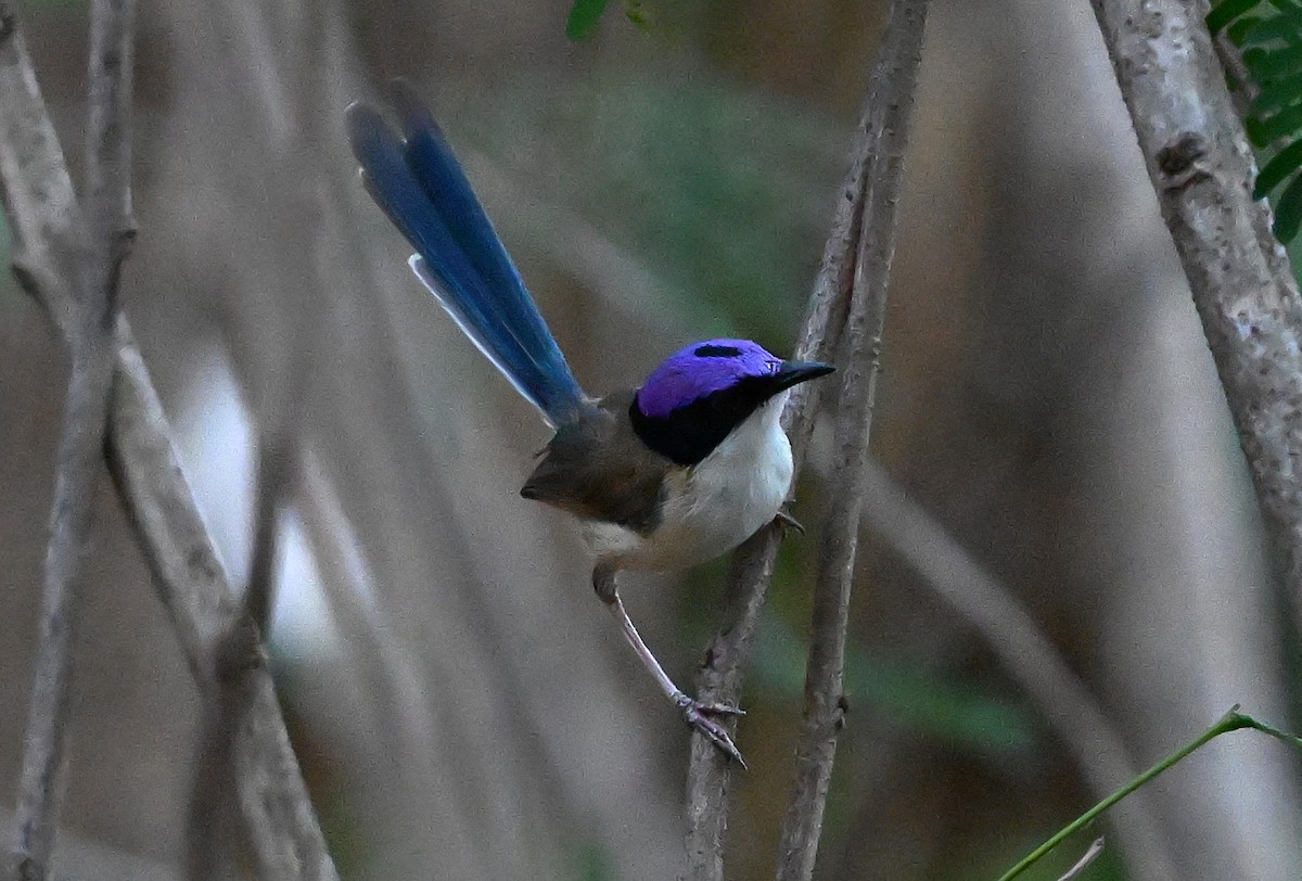 Purple-crowned Fairywren - ML644063209