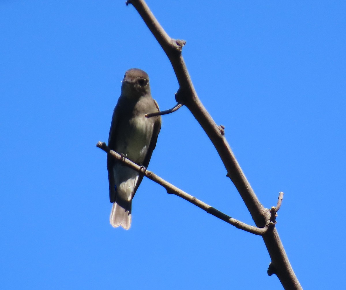 Northern Rough-winged Swallow - ML644063214