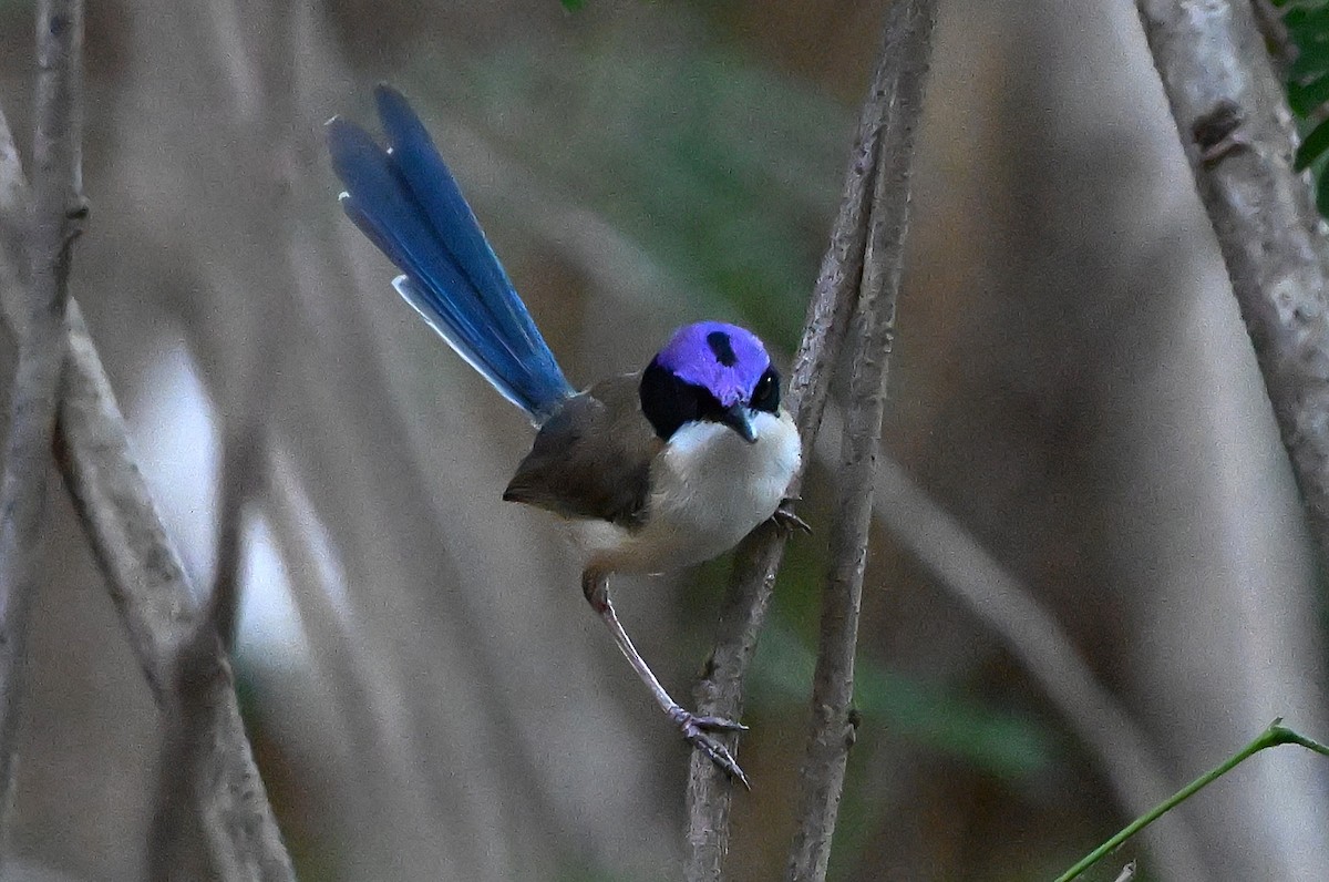 Purple-crowned Fairywren - ML644063215