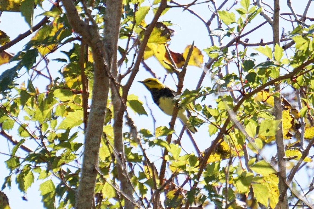 Reinita Dorsiverde - ML644063216