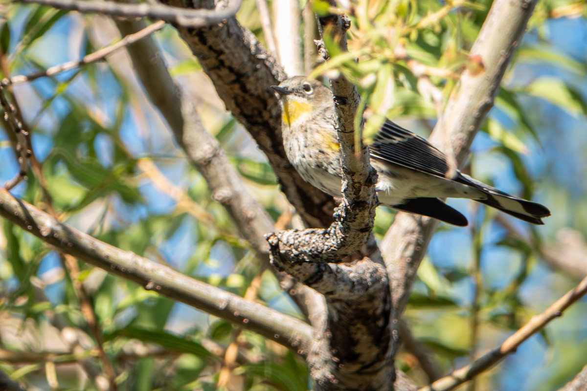 Yellow-rumped Warbler - ML644063220