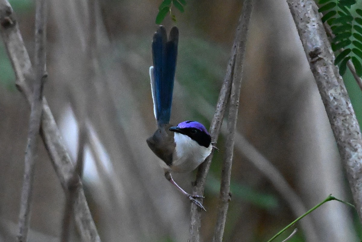 Purple-crowned Fairywren - ML644063223
