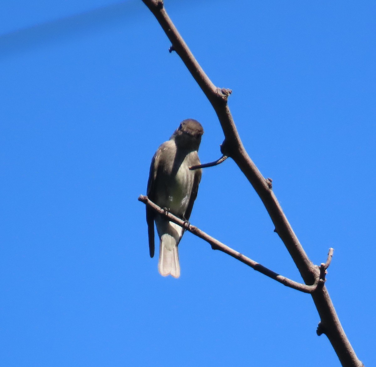 Northern Rough-winged Swallow - ML644063229