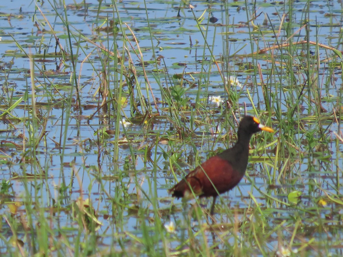 Northern Jacana - ML644063231