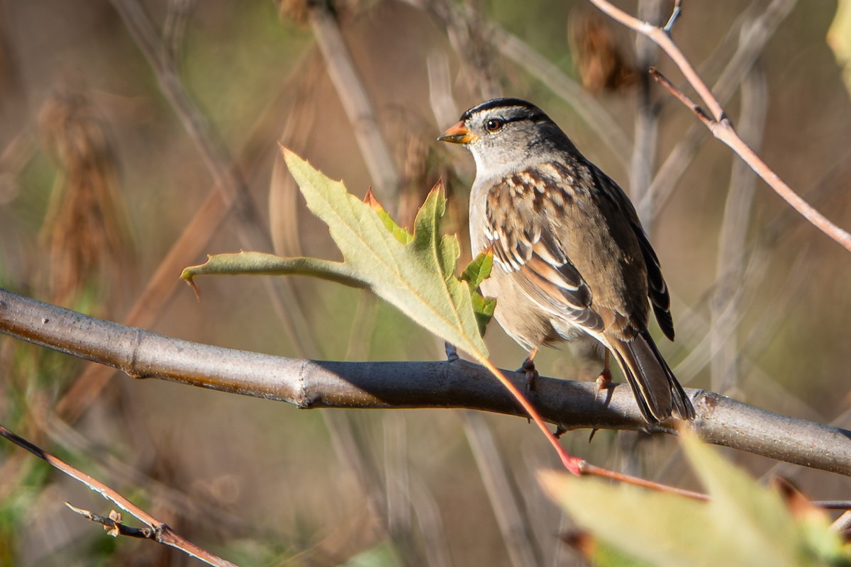 White-crowned Sparrow - ML644063232
