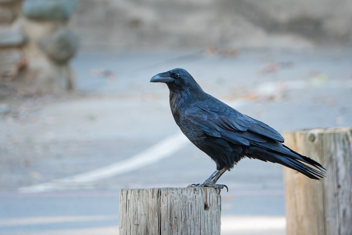 Хон хэрээ - ML644063237