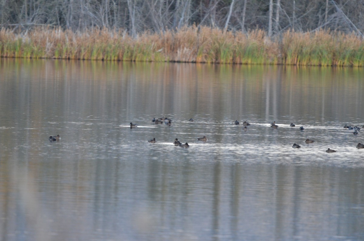 Ring-necked Duck - ML644063239