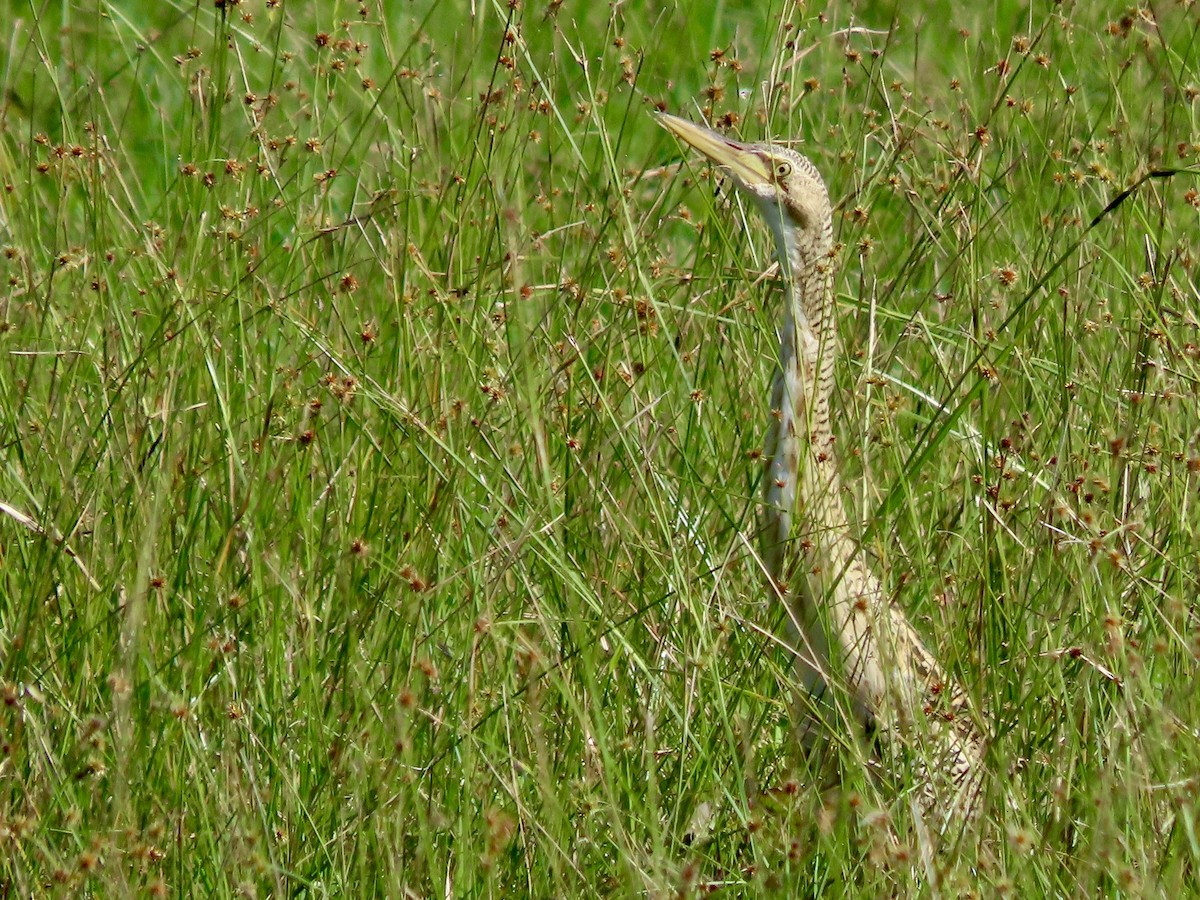 Pinnated Bittern - ML644063240