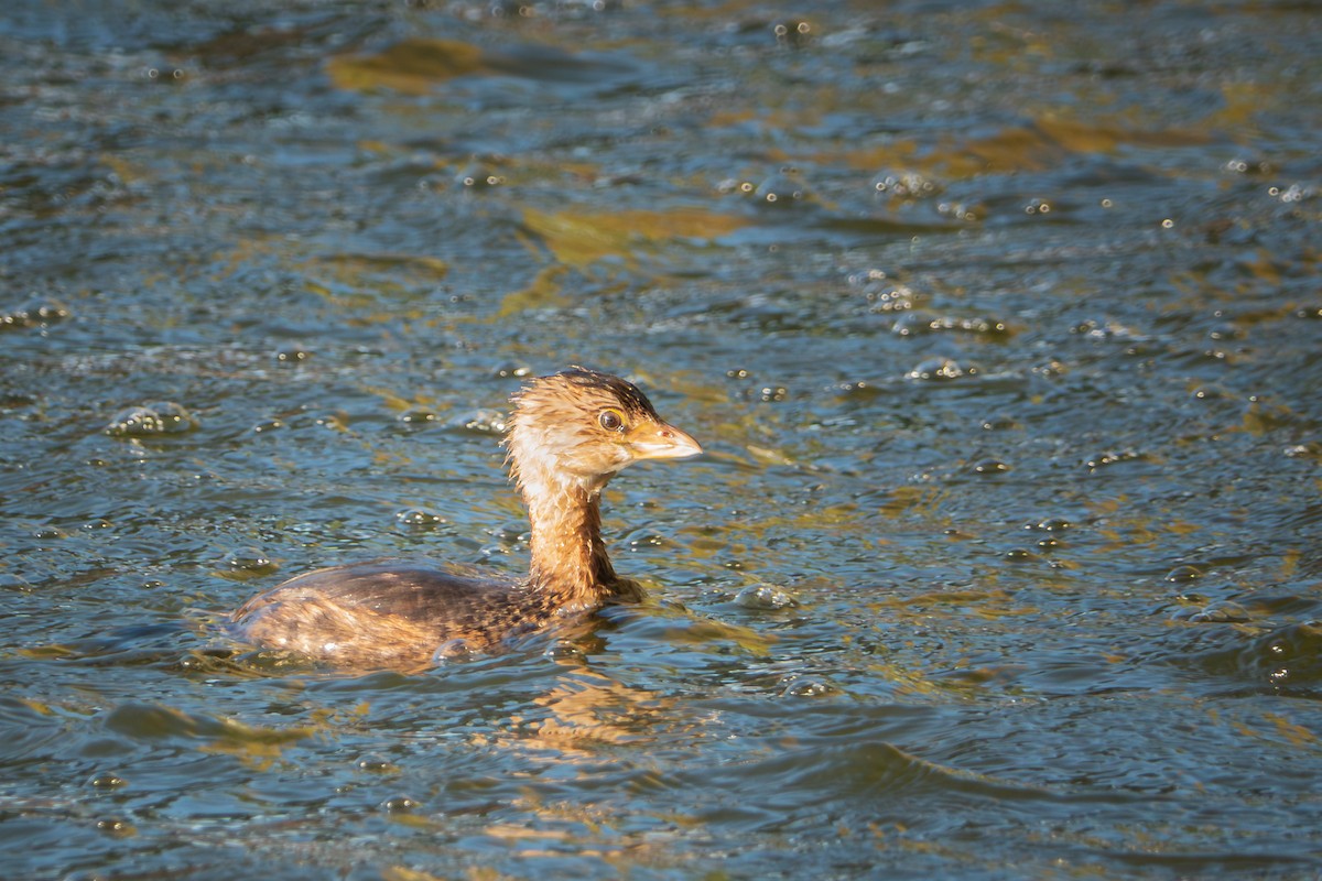 Pied-billed Grebe - ML644063242