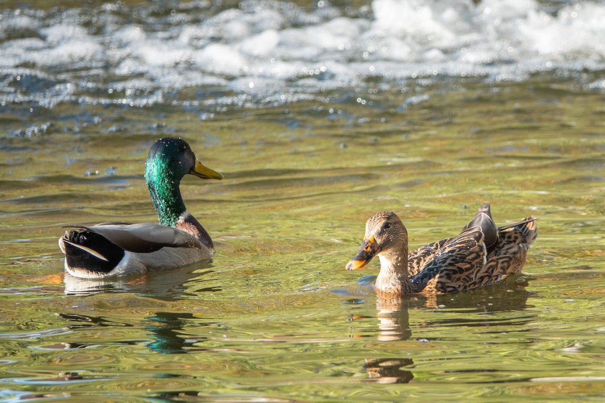 Зэрлэг нугас - ML644063245