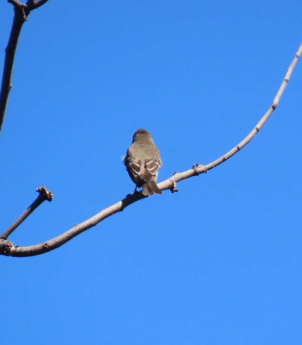 Western Wood-Pewee - ML644063257