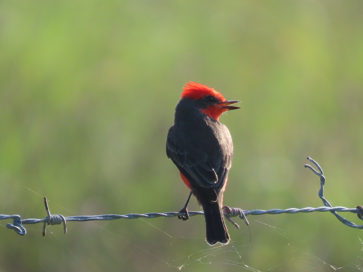 Vermilion Flycatcher (Northern) - ML644063302