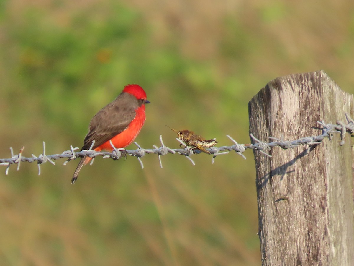 Vermilion Flycatcher (Northern) - ML644063306