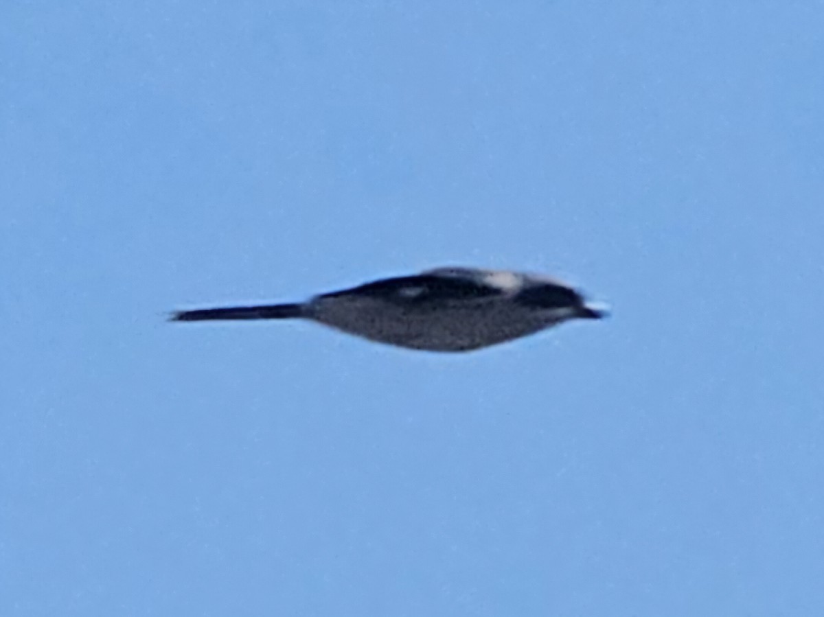 Loggerhead Shrike - ML644063319