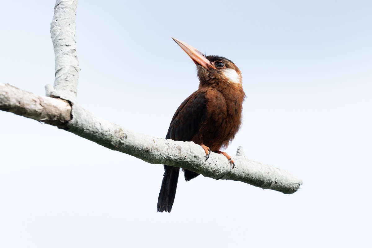 White-eared Jacamar - ML644063322