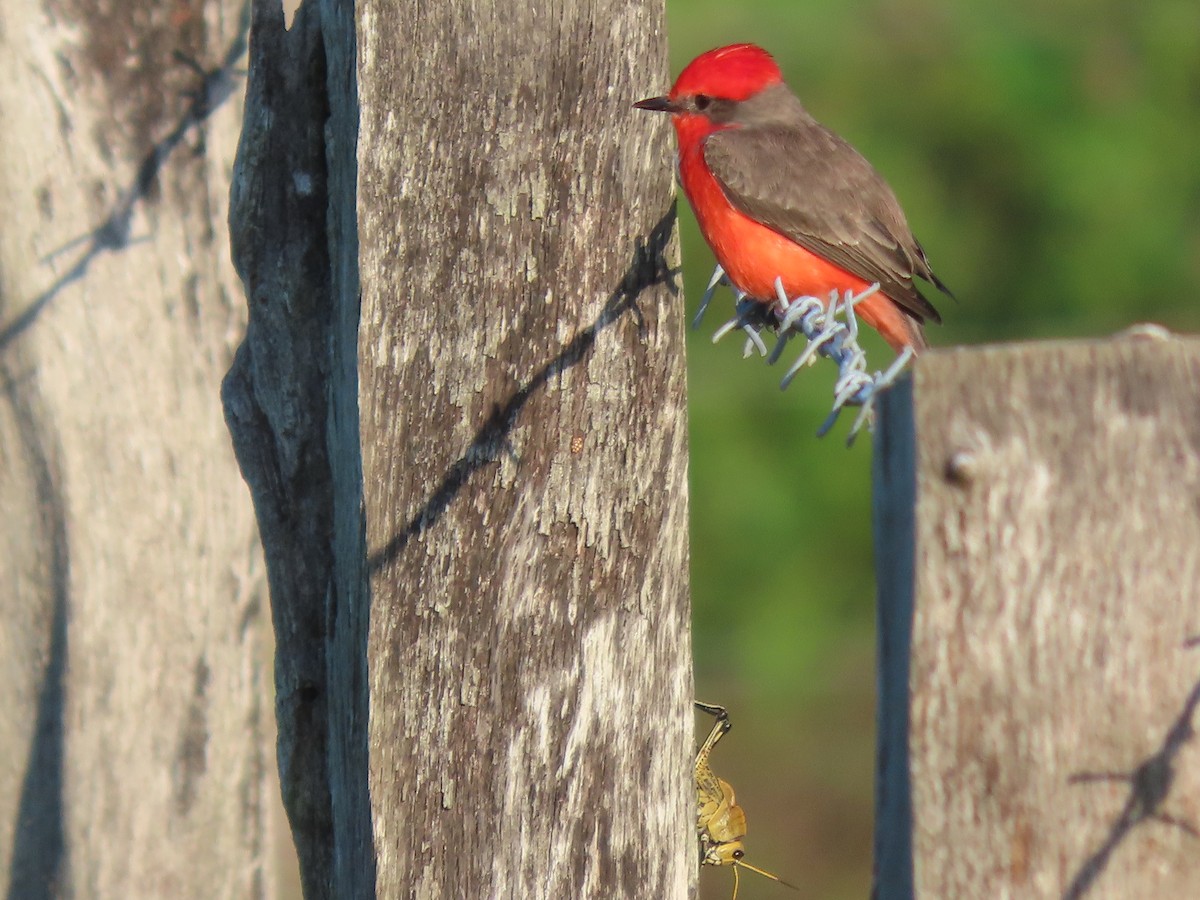 Vermilion Flycatcher (Northern) - ML644063329