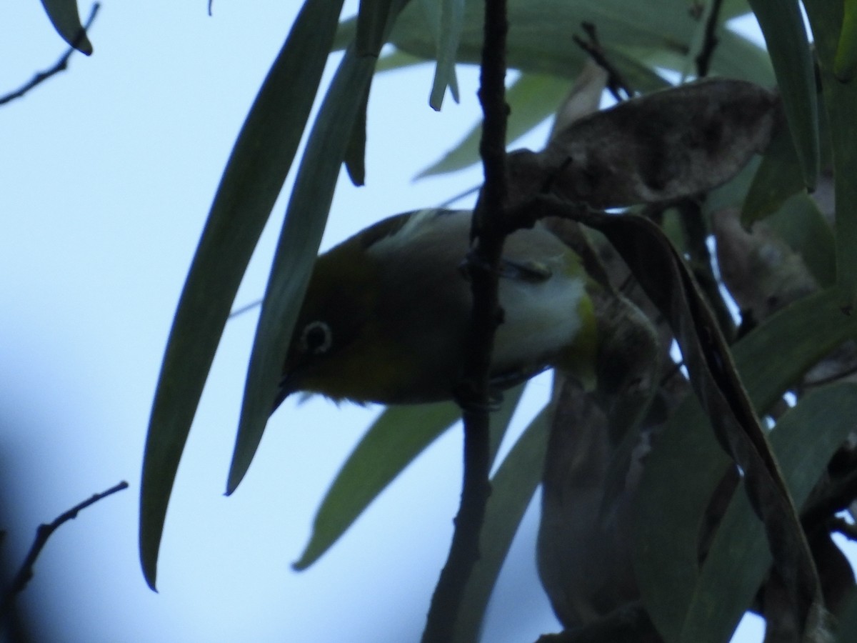 Warbling White-eye - ML644063337