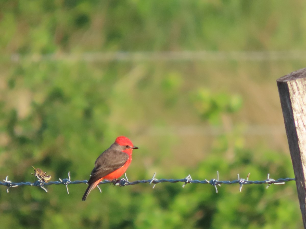 Vermilion Flycatcher (Northern) - ML644063340