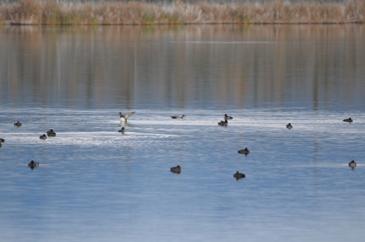 Ring-necked Duck - ML644063347