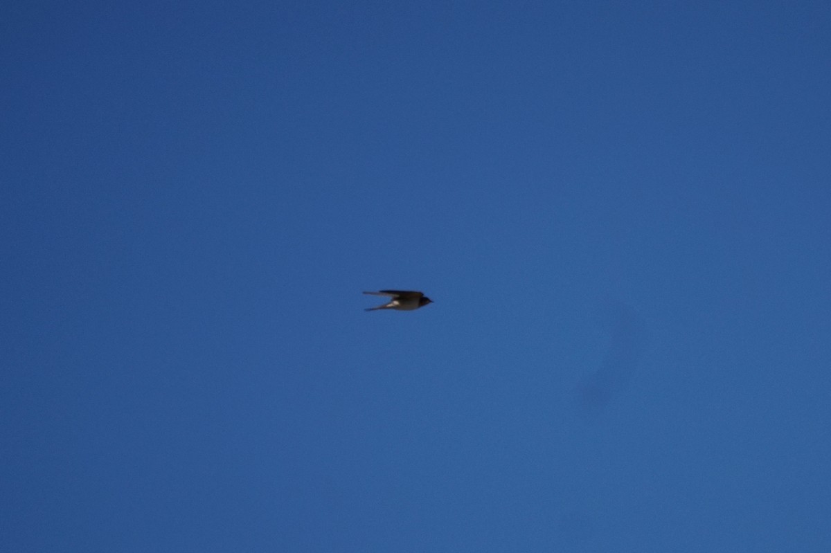 Golondrina Común - ML644063348
