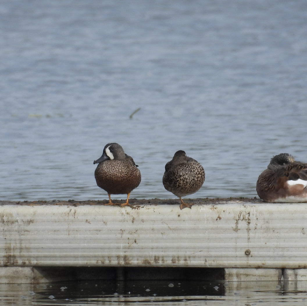 Blue-winged Teal - ML644063360